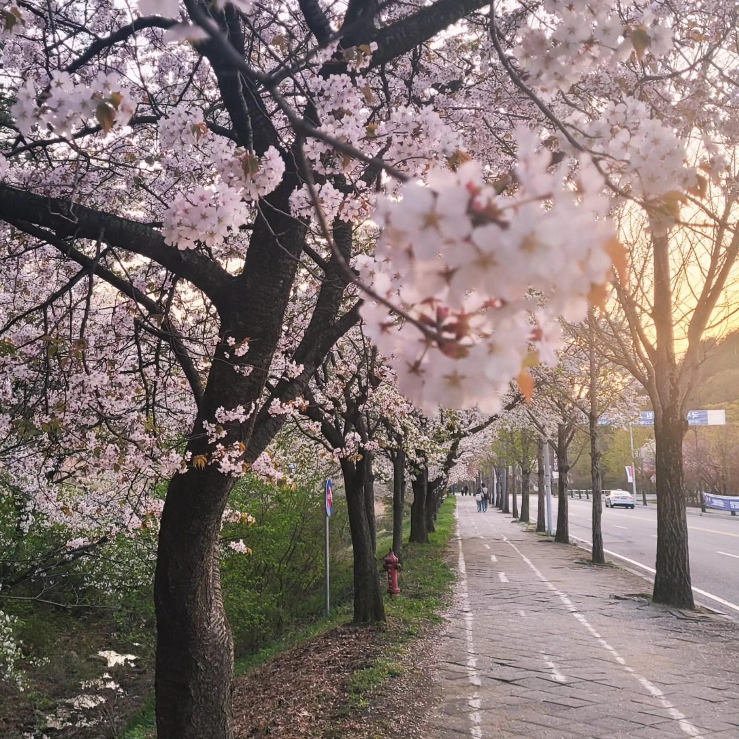 Cherry blossoms in South Korea